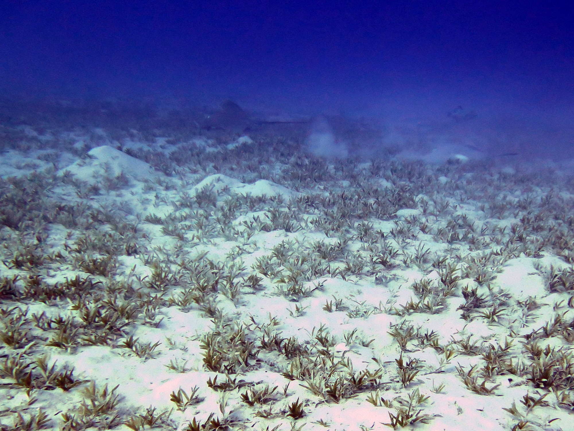 Shoab El Shouna / Marsa Shouna Dive Sites, Egypt