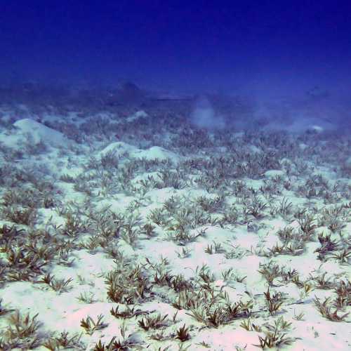 Shoab El Shouna / Marsa Shouna Dive Sites, Египет