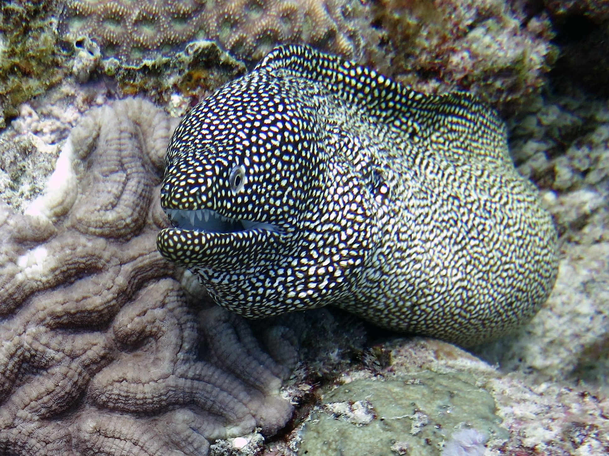 Poison Reef Dive Site, Mauritius