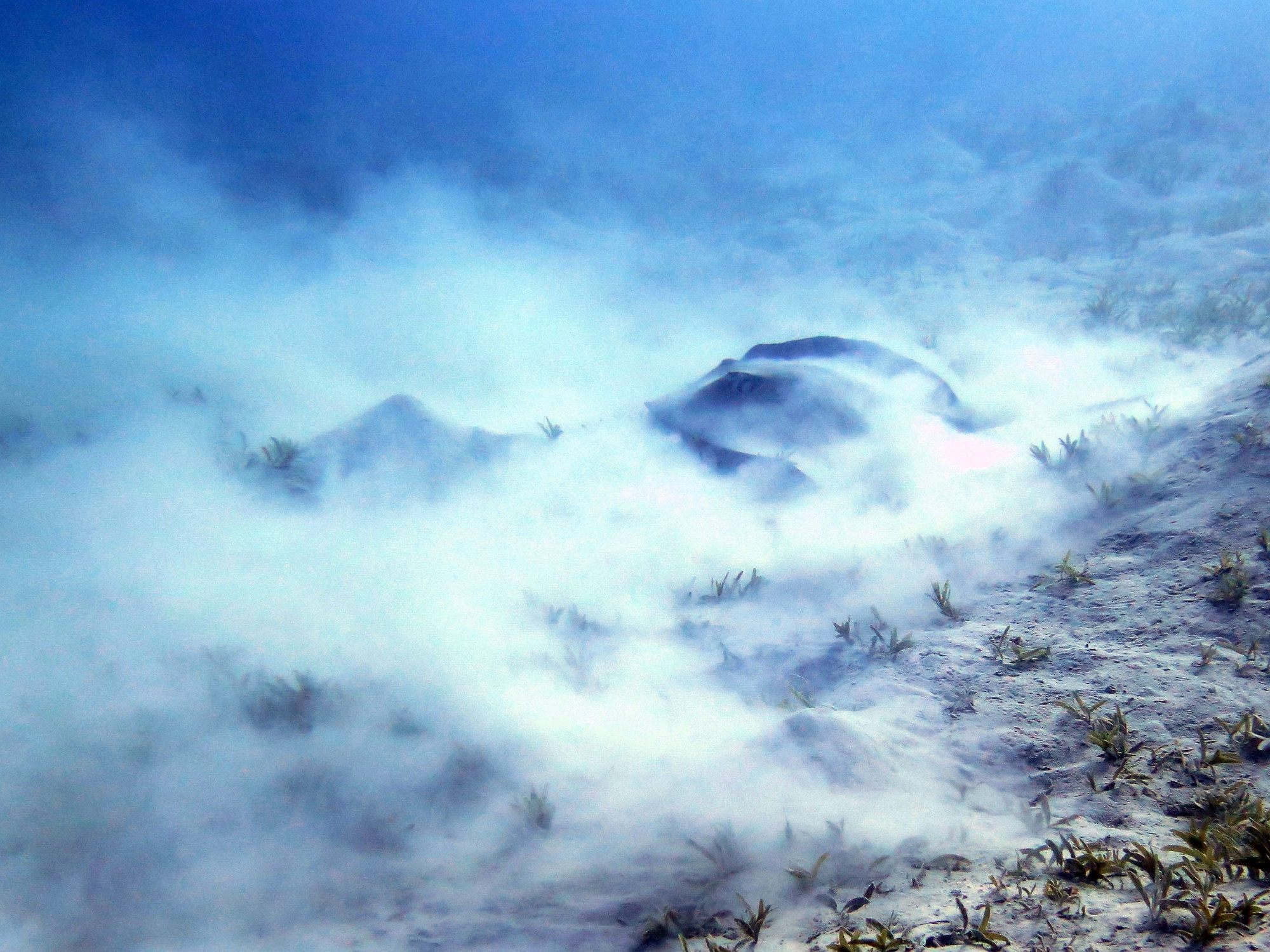 Shoab El Shouna / Marsa Shouna Dive Sites, Egypt