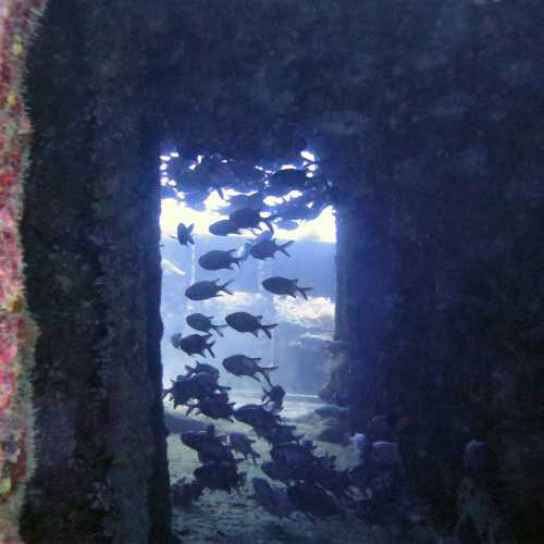 Stella Maru Wreck Dive Site, Mauritius
