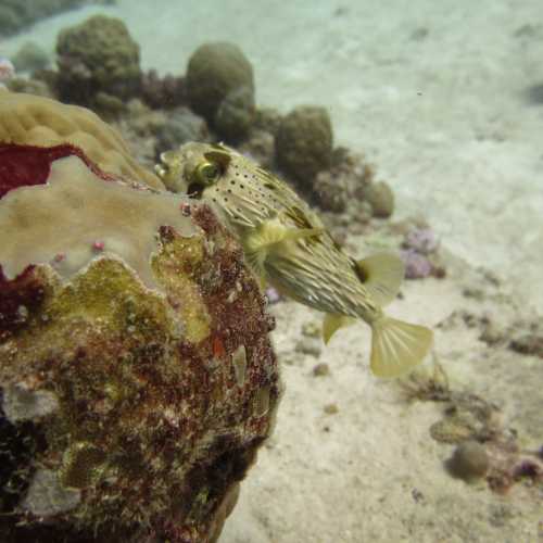 Stella Reef, Mauritius