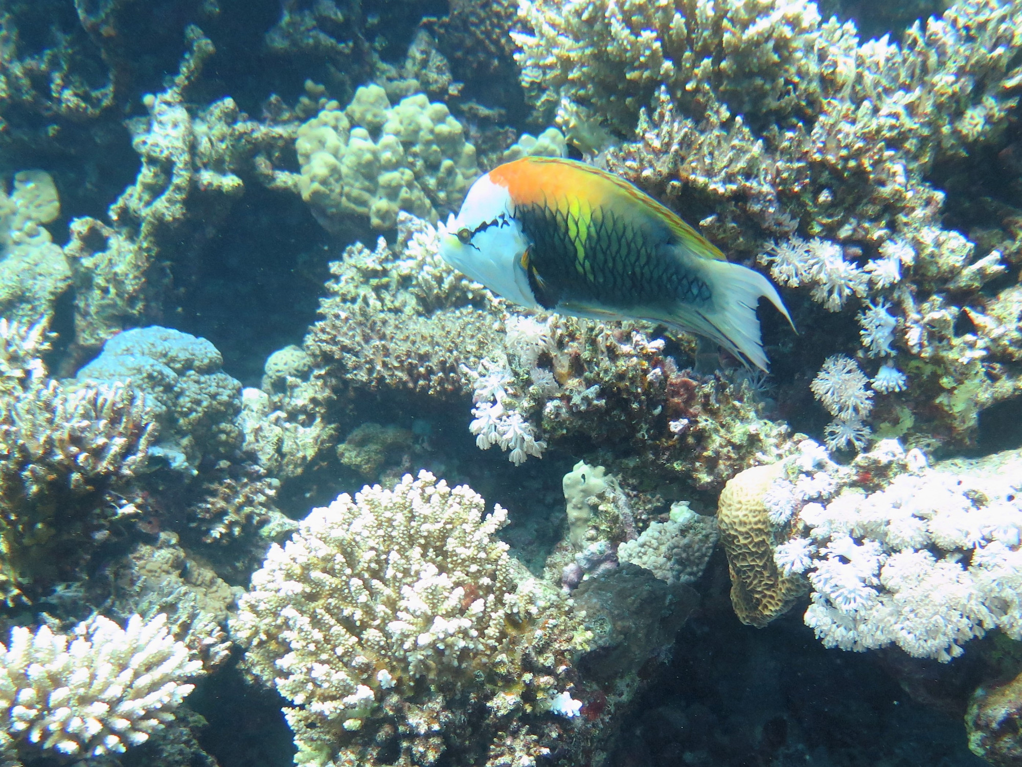 CLOWN FACED WRASSE