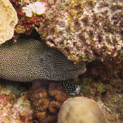 Stella Reef, Маврикий