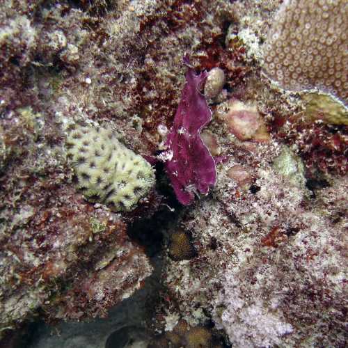 Poison Reef Dive Site, Маврикий