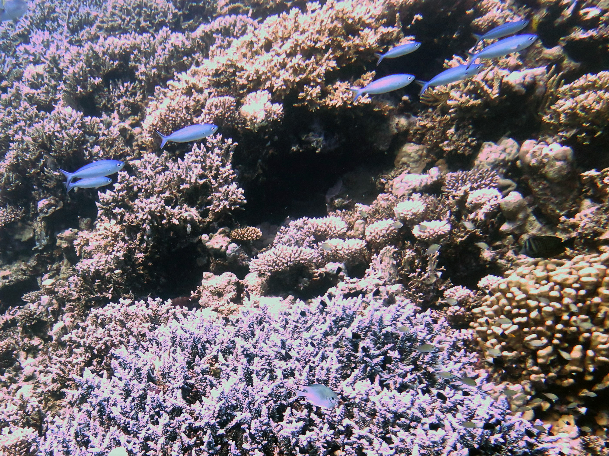 Small Giftun Dive Site, Египет