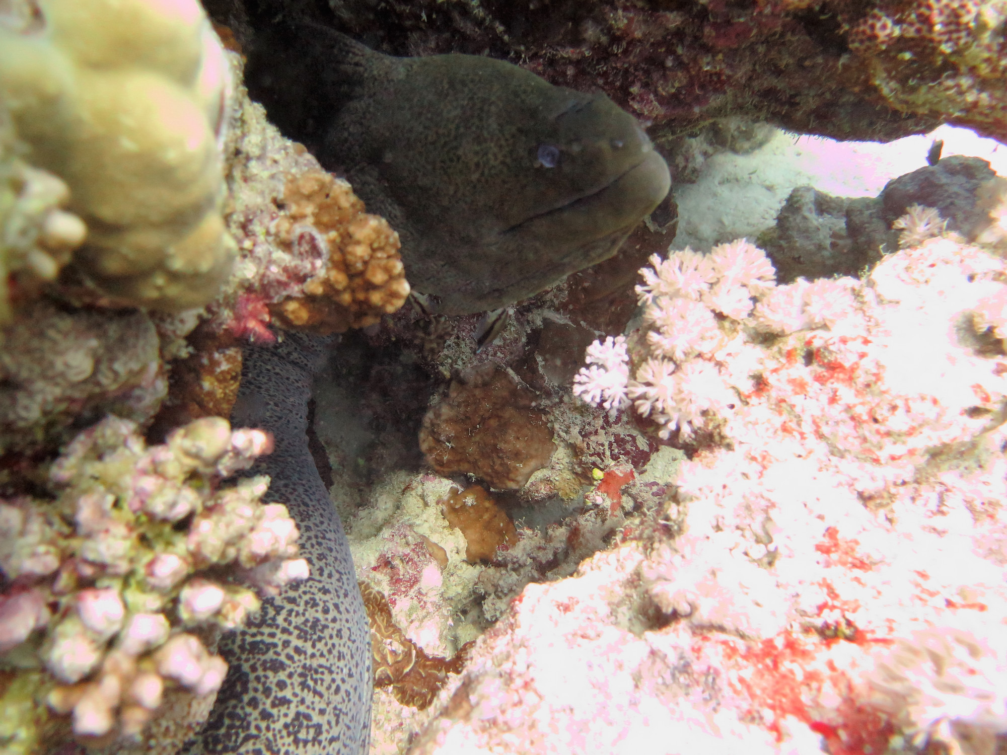 Small Giftun Dive Site, Египет