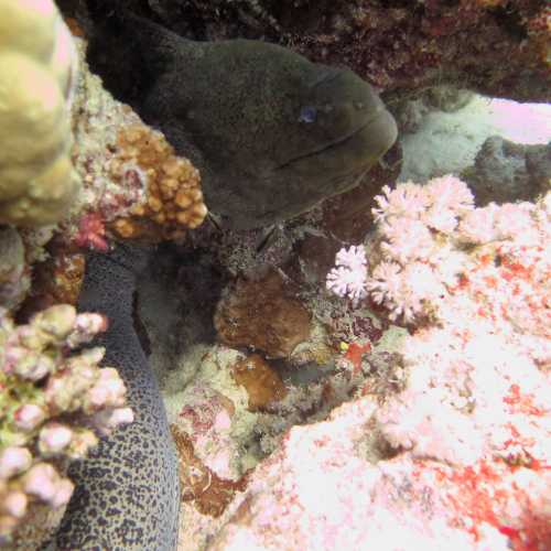 Small Giftun Dive Site, Египет