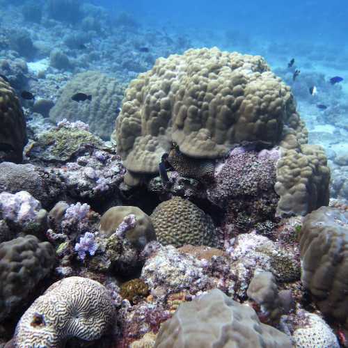 Stella Reef, Mauritius