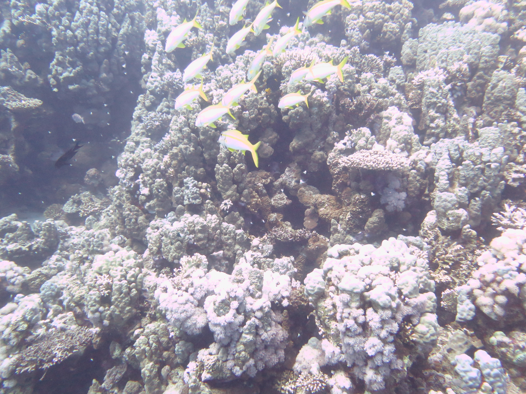 Small Giftun Dive Site, Egypt