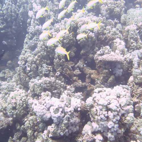 Small Giftun Dive Site, Египет