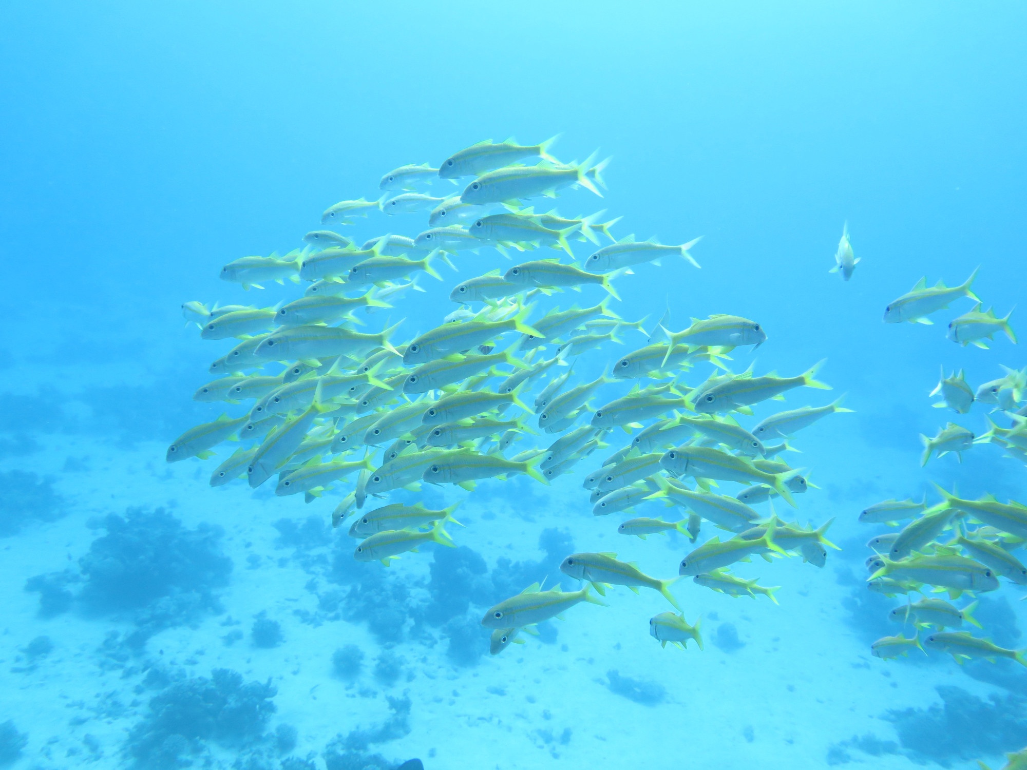 Small Giftun Dive Site, Egypt