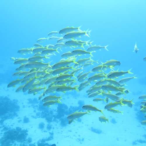 Small Giftun Dive Site, Египет