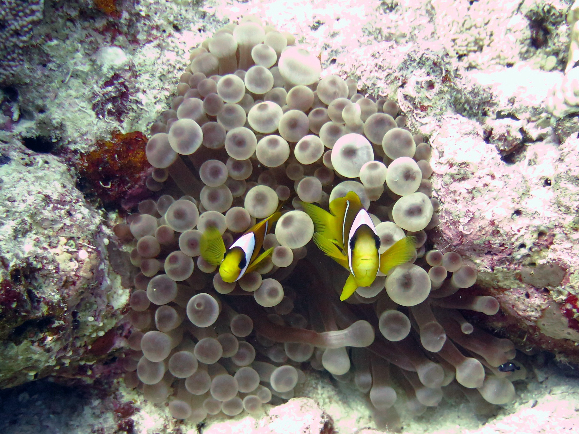 Small Giftun Dive Site, Египет