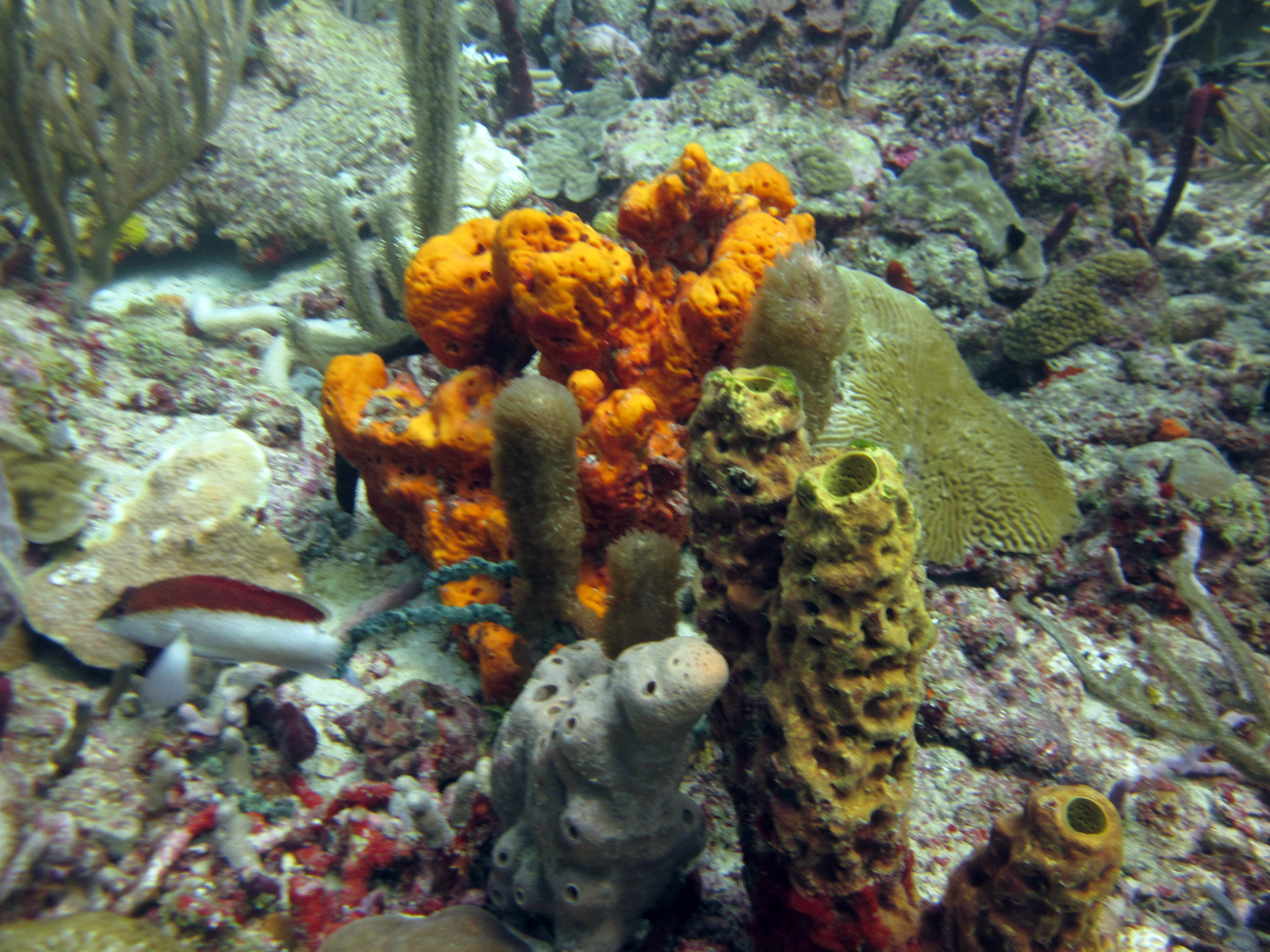 Japanese Gardens Dive Site, Гренада