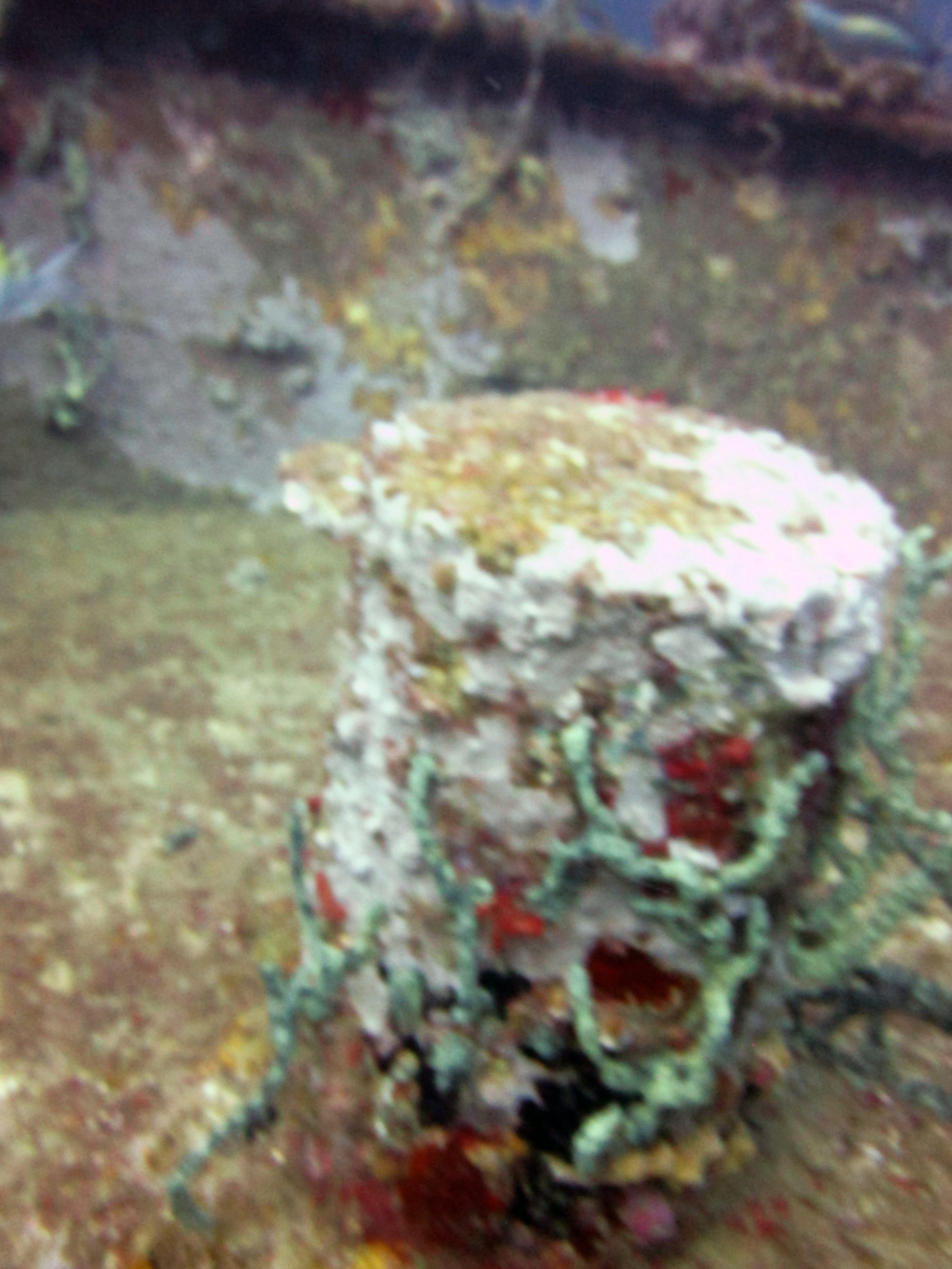 Shakem Wreck Dive Site, Grenada