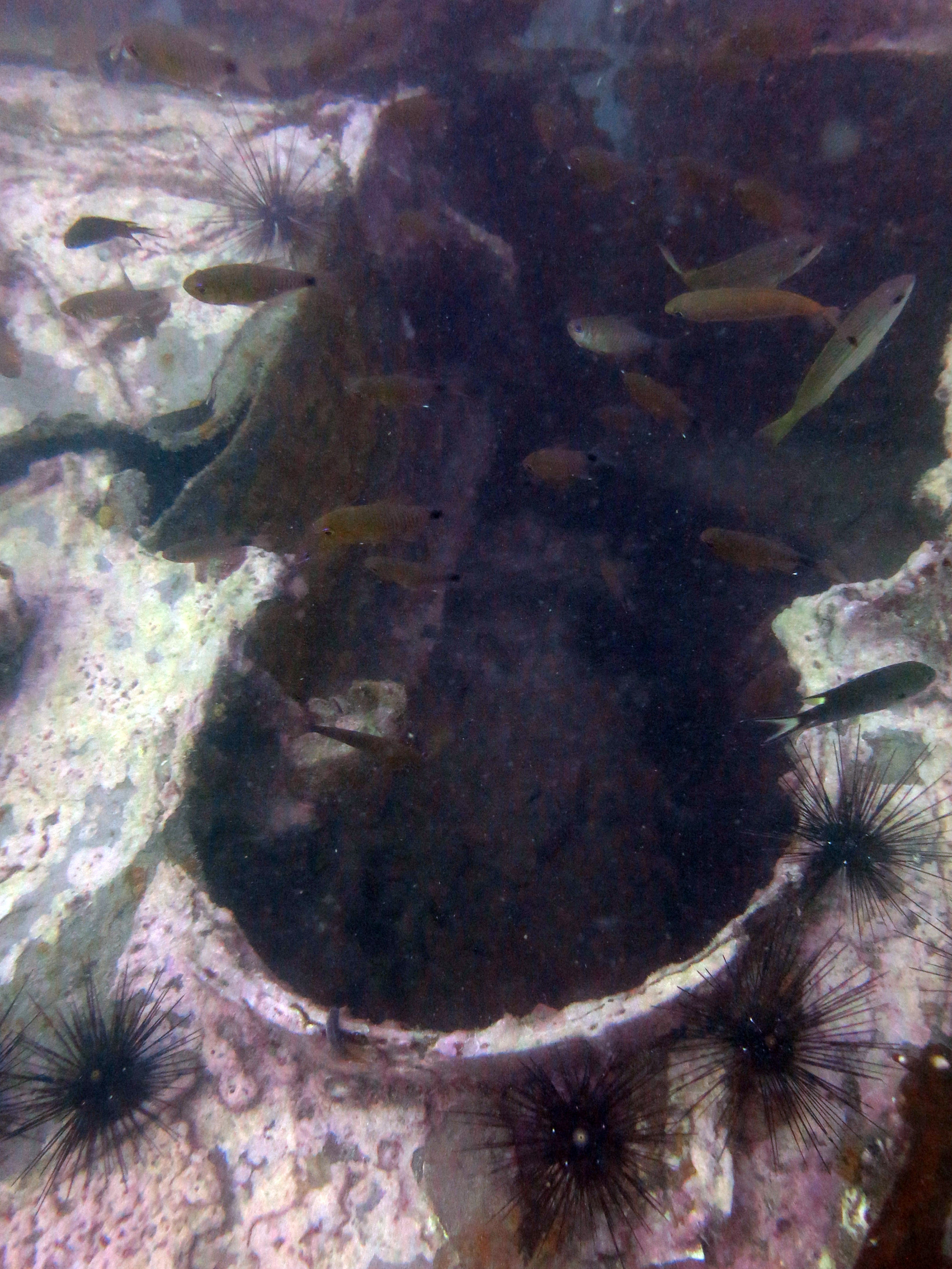 King Cruiser Wreck Dive Site, Thailand