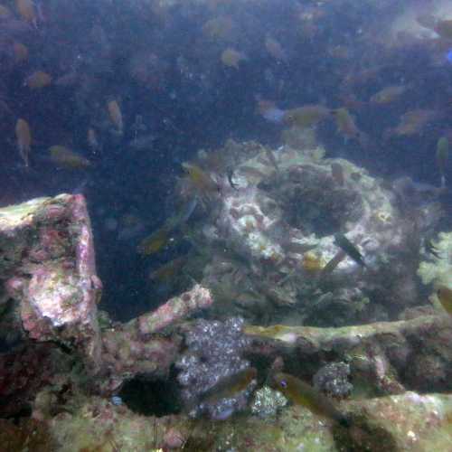 King Cruiser Wreck Dive Site, Thailand