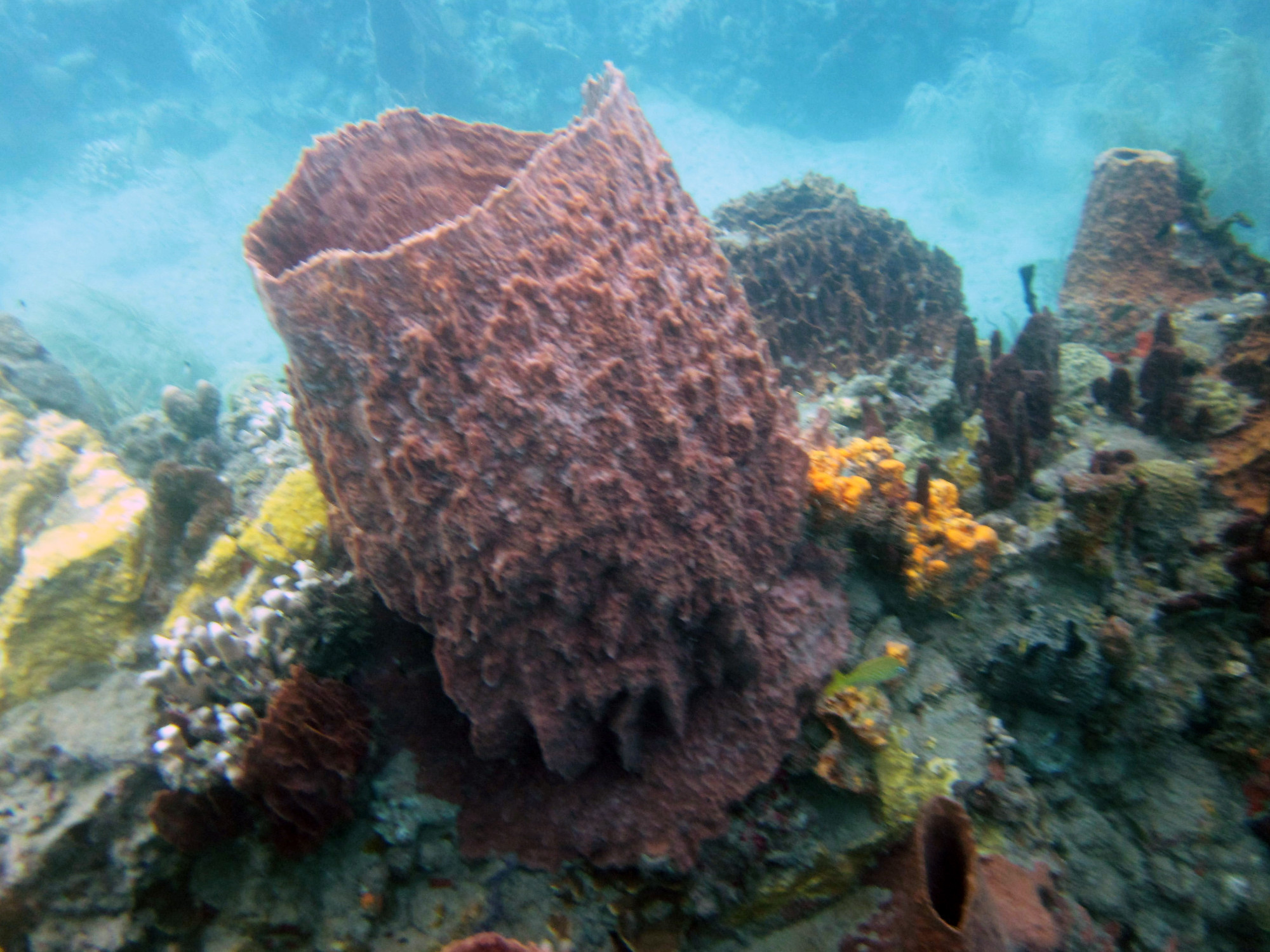 Barrel Coral