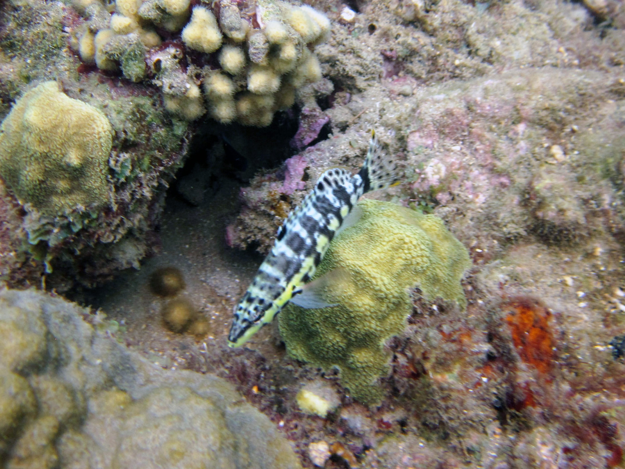 L'bym Dive Site, Dominica