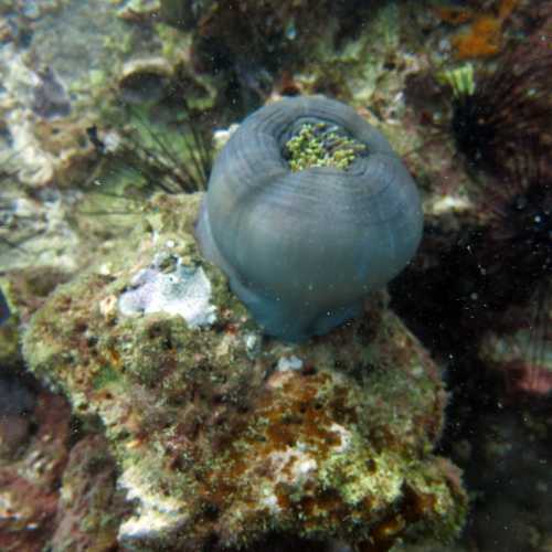 Shark Point Dive Site, Thailand