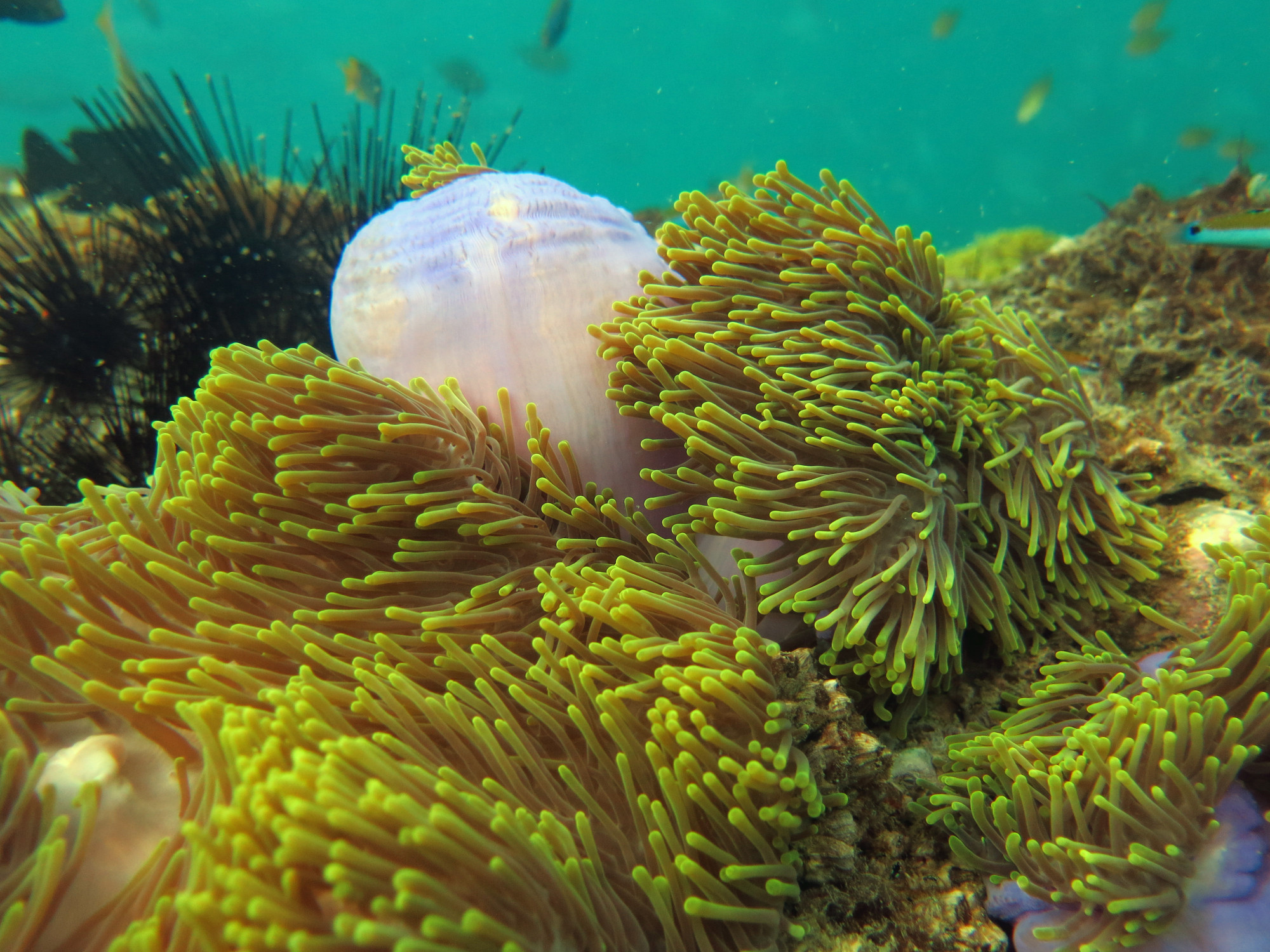 King Cruiser Wreck Dive Site, Thailand