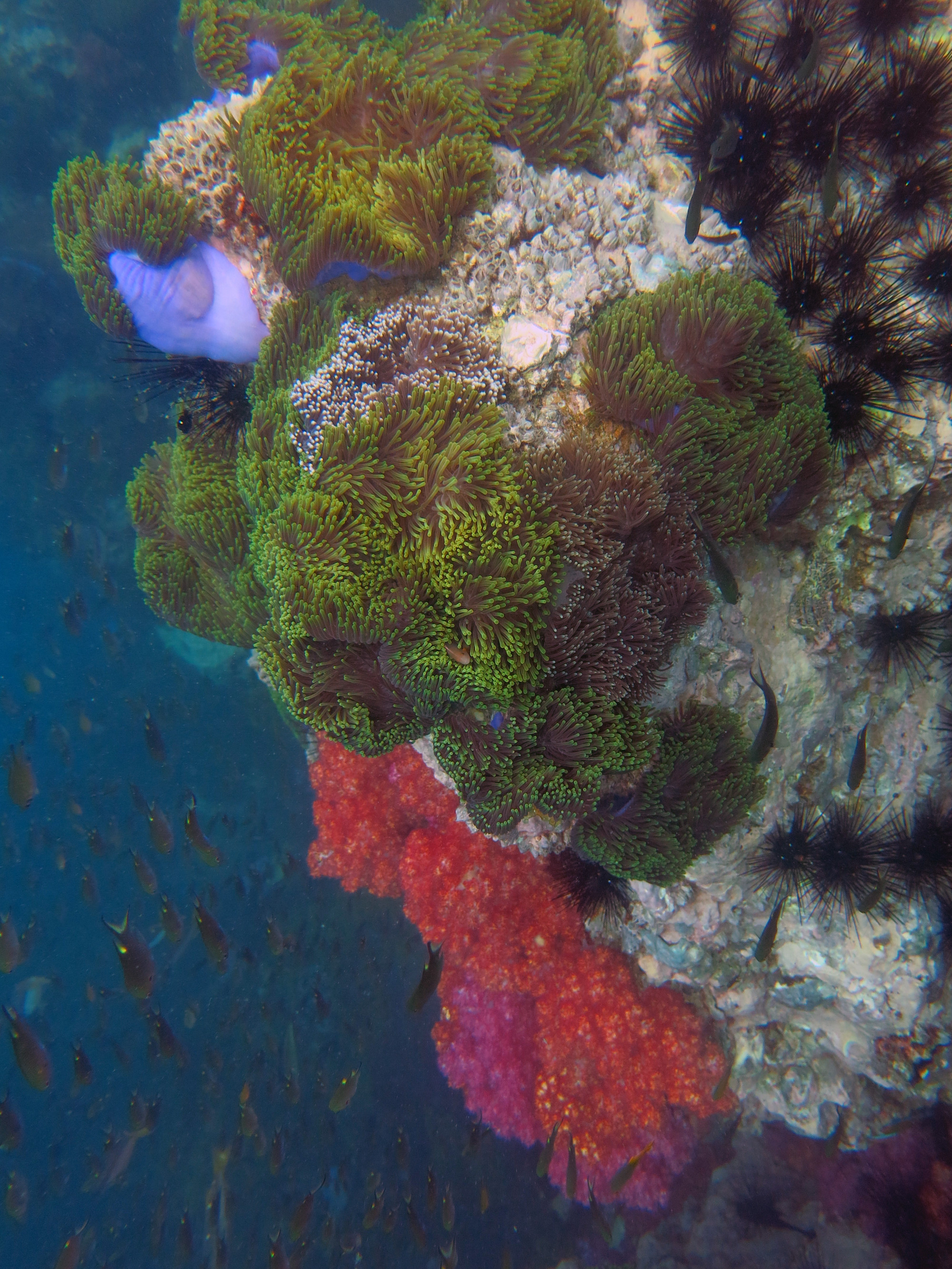 King Cruiser Wreck Dive Site, Thailand