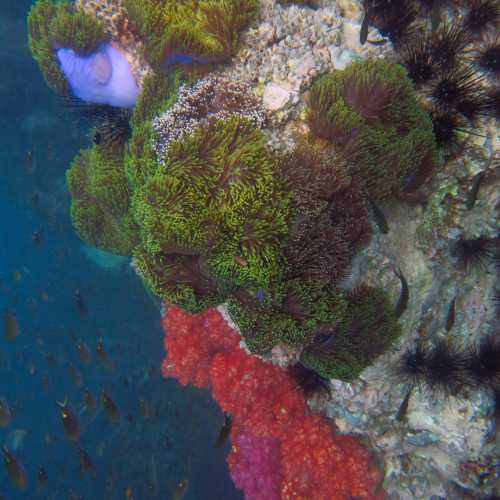 King Cruiser Wreck Dive Site, Thailand