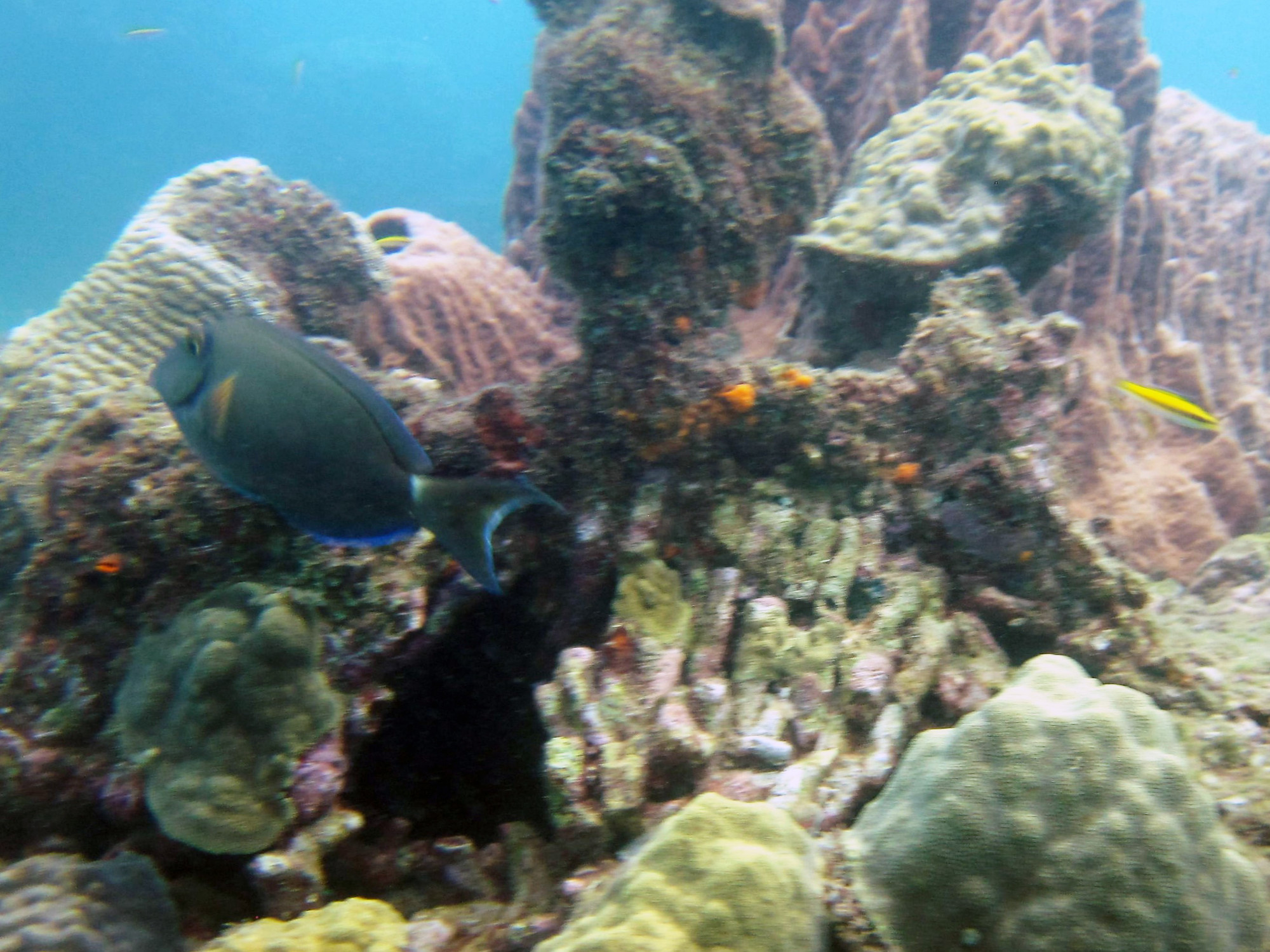 L'bym Dive Site, Dominica