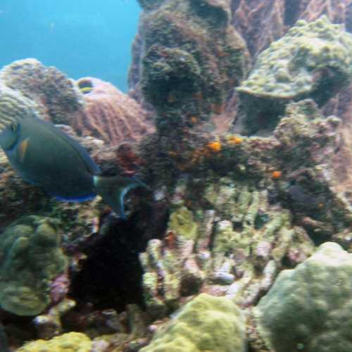 L'bym Dive Site, Dominica