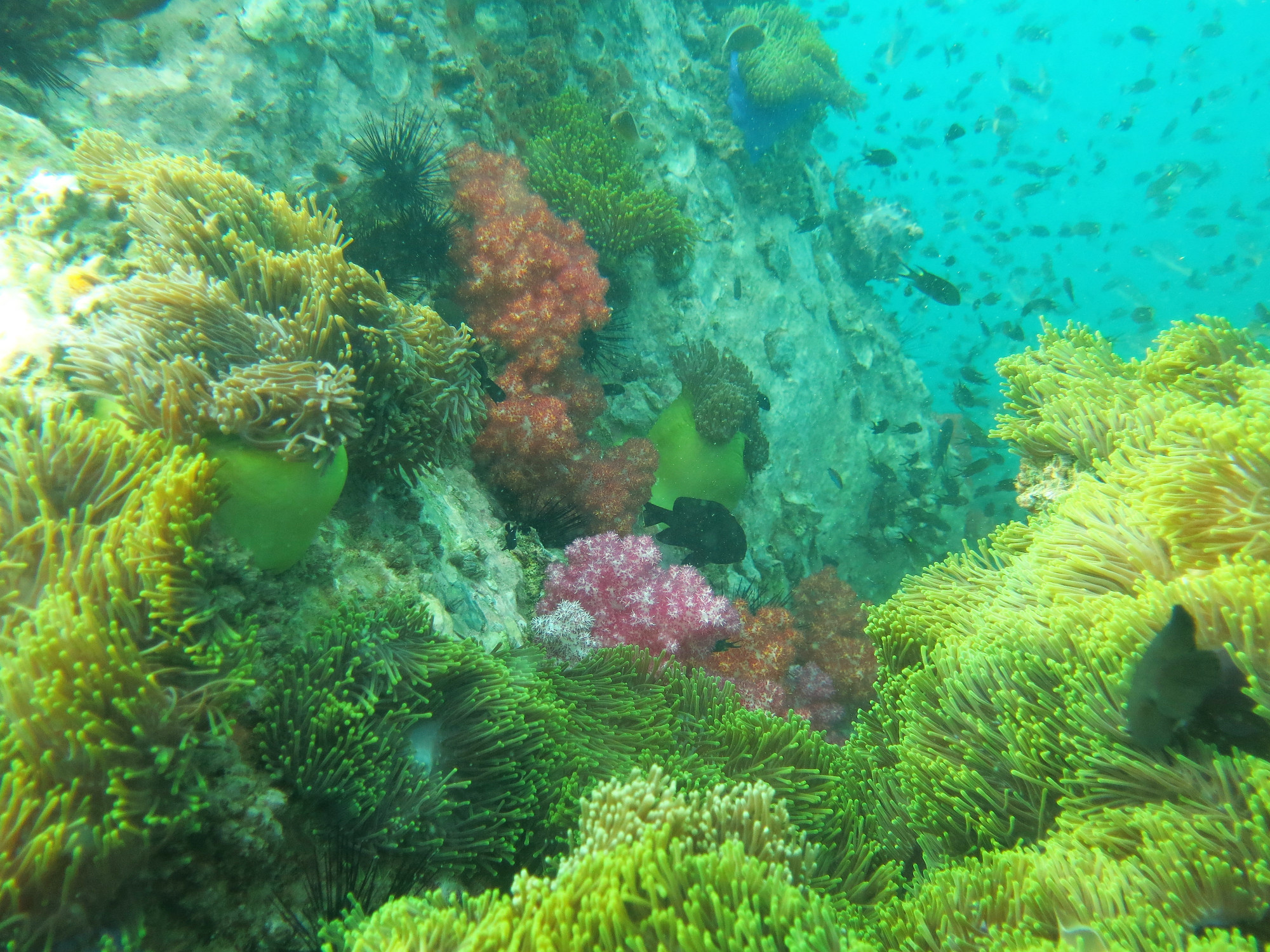 Anemone Reef, Thailand