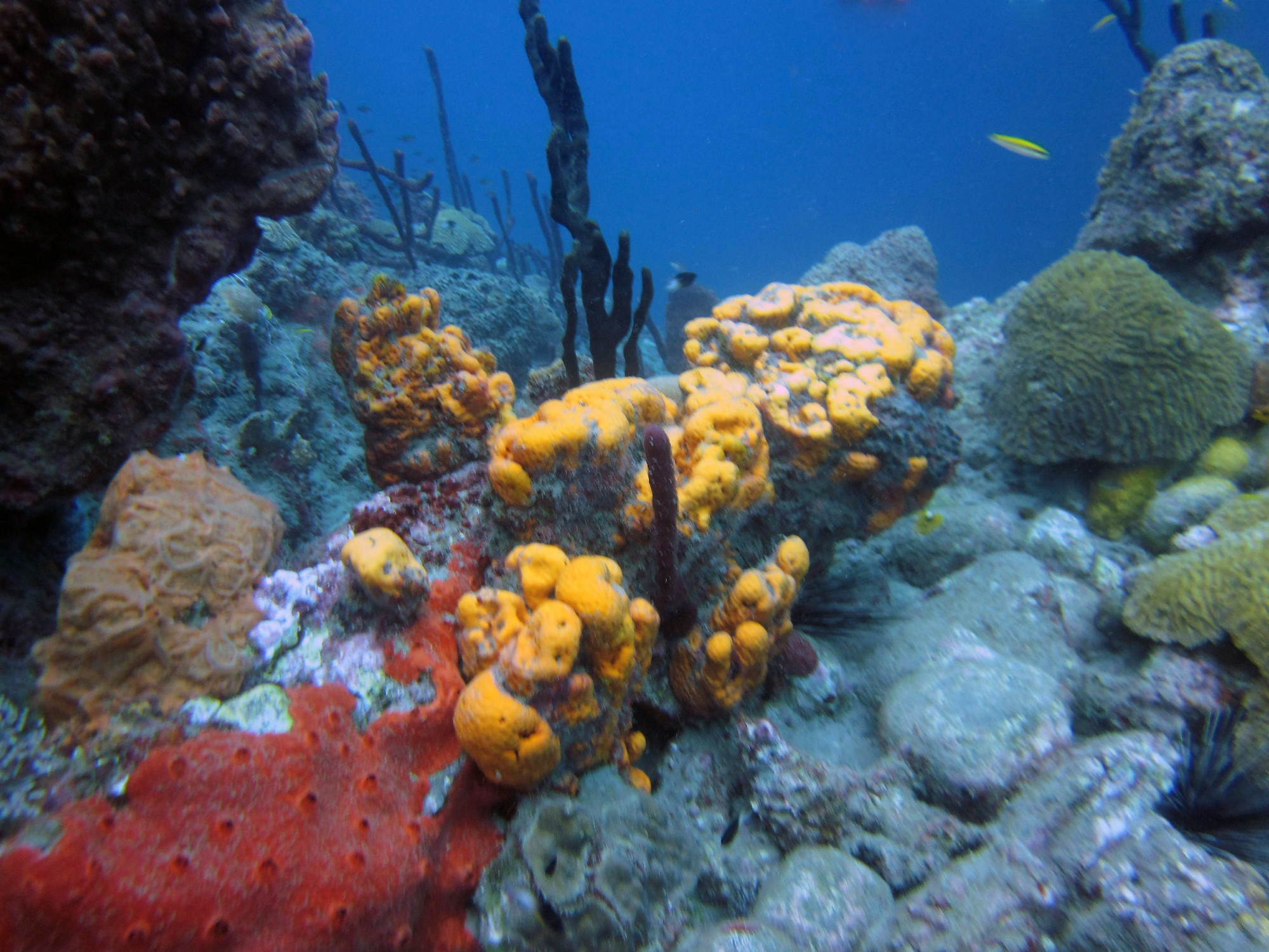 Scots Head Point, Dominica