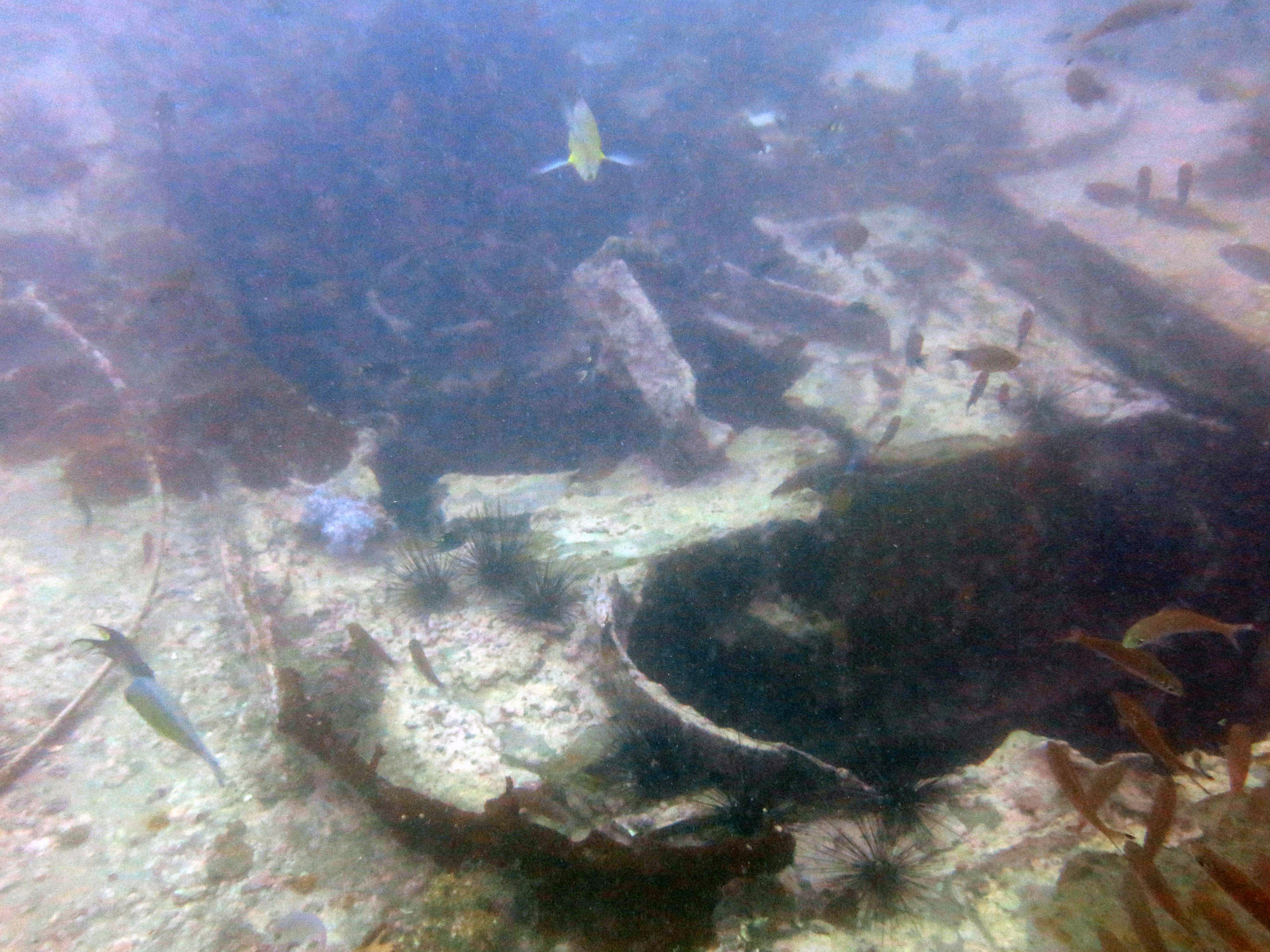 King Cruiser Wreck Dive Site, Thailand