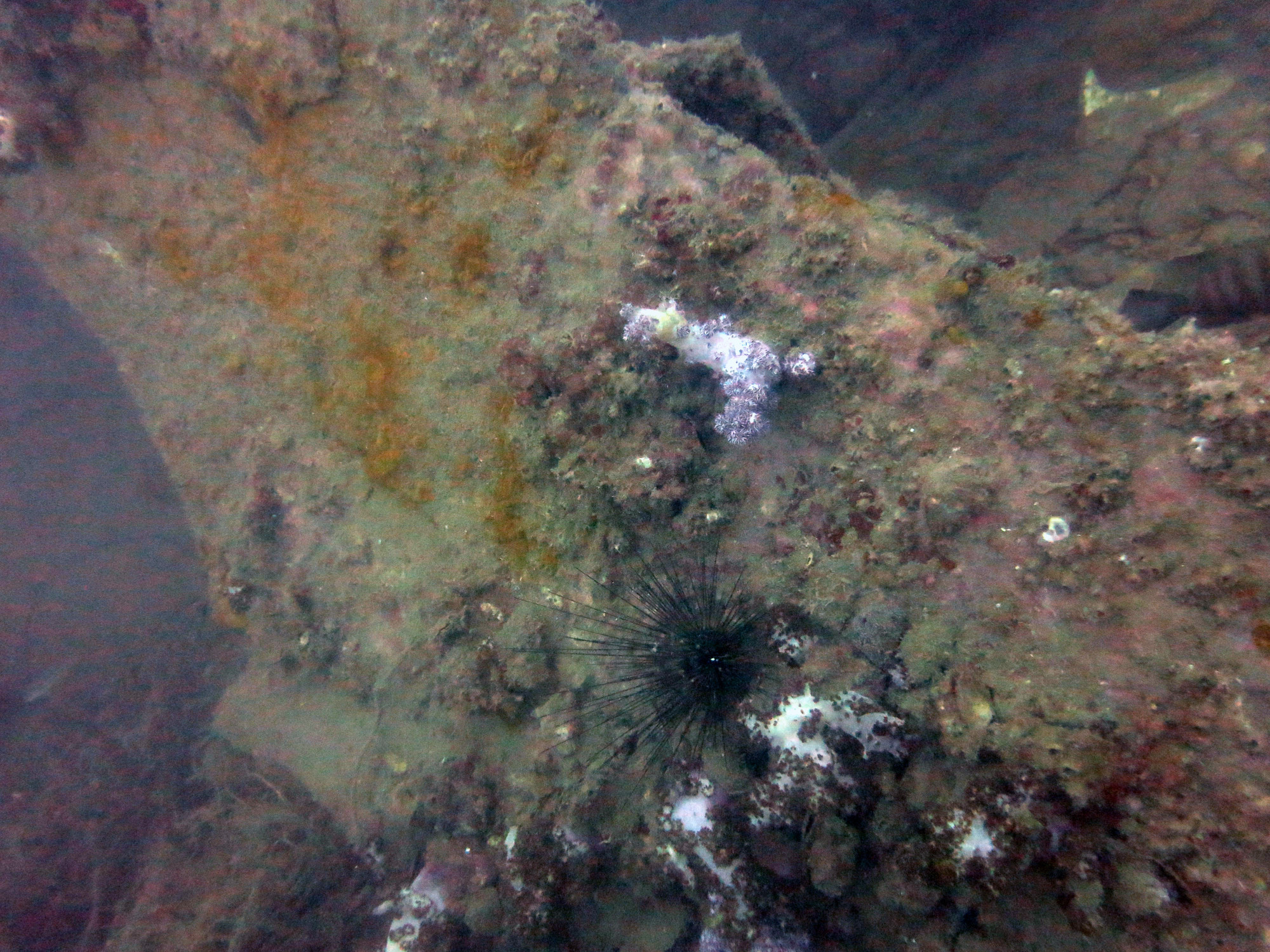 King Cruiser Wreck Dive Site, Thailand