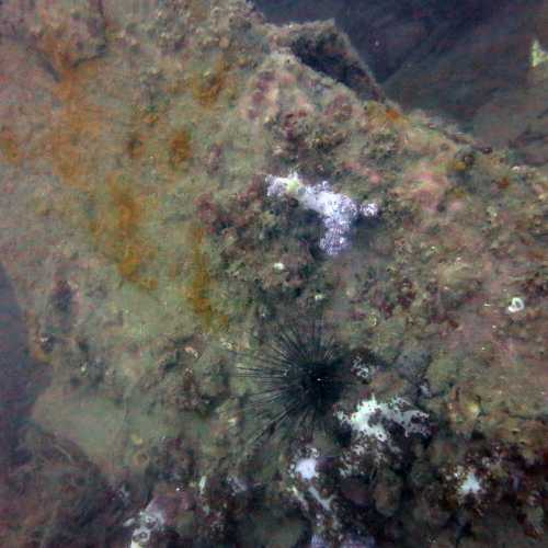 King Cruiser Wreck Dive Site, Thailand