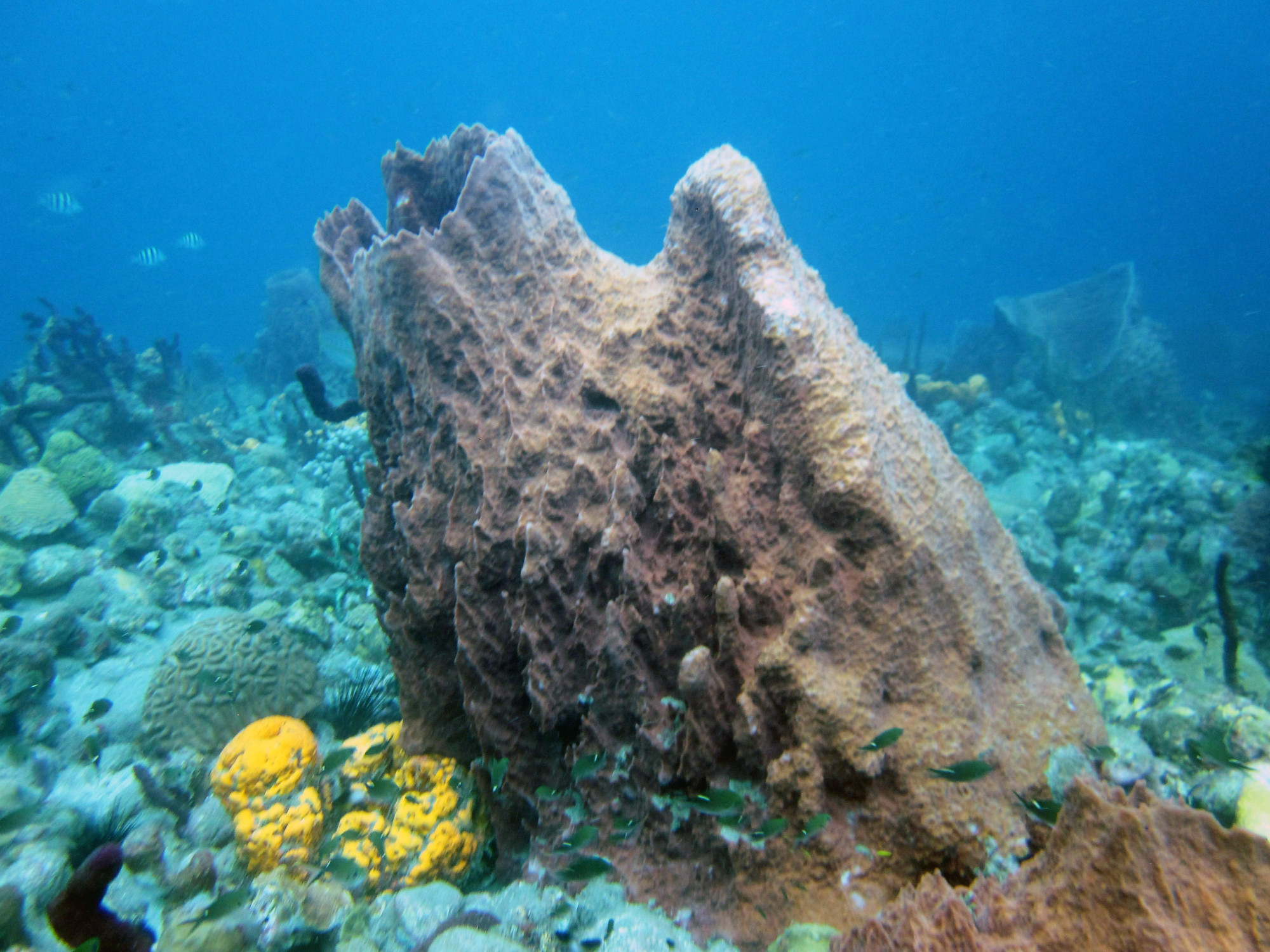 Barrel Coral