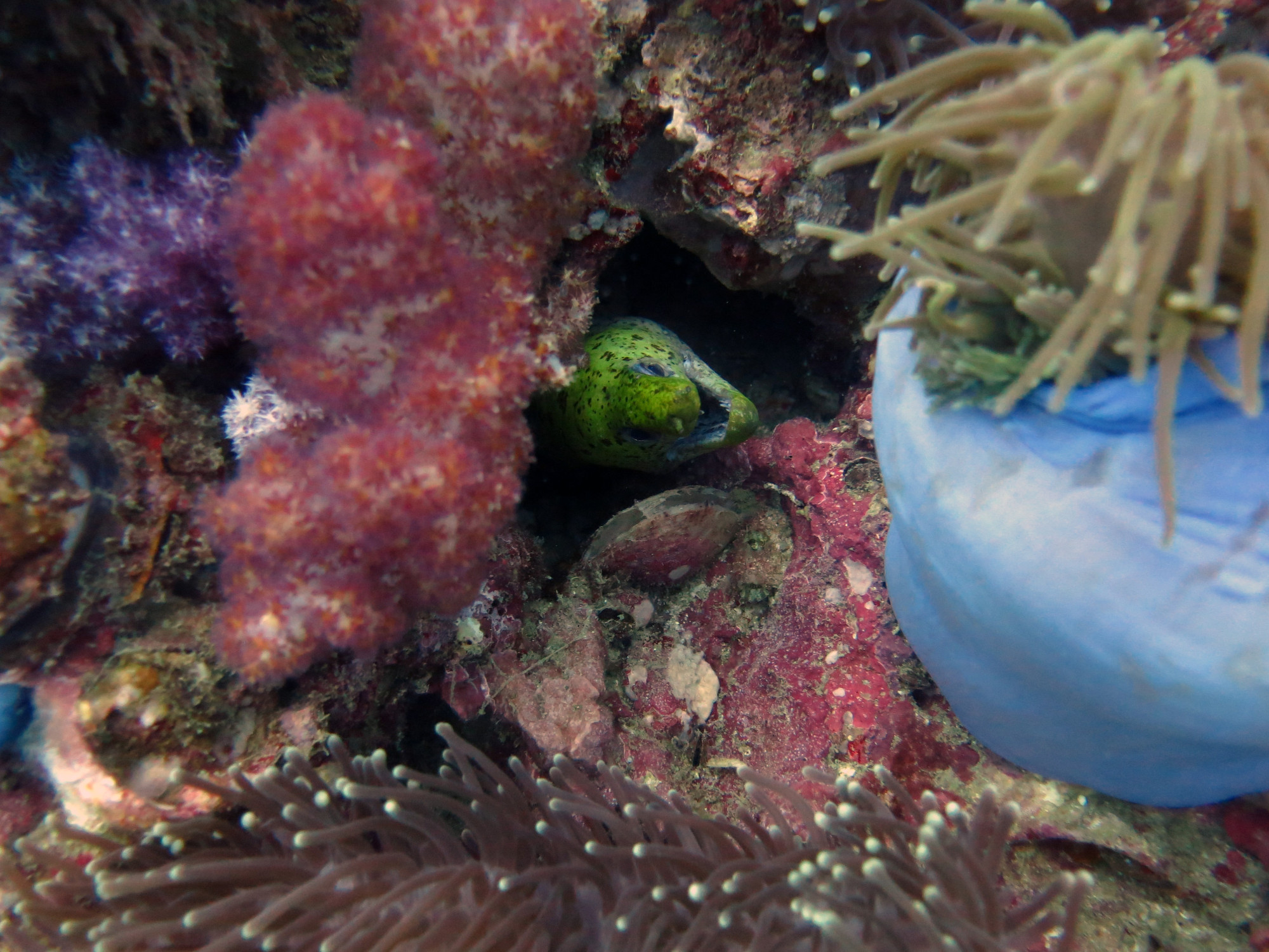 Shark Point Dive Site, Thailand