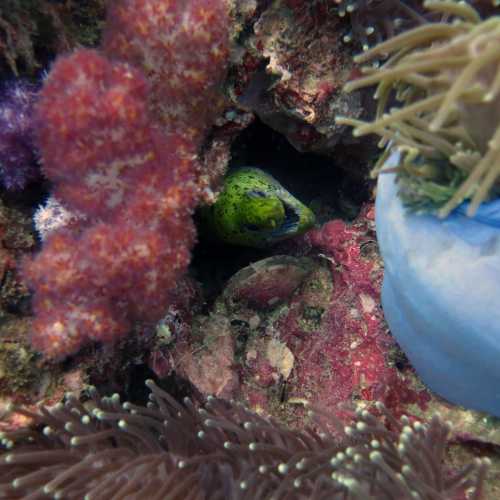 Shark Point Dive Site, Thailand