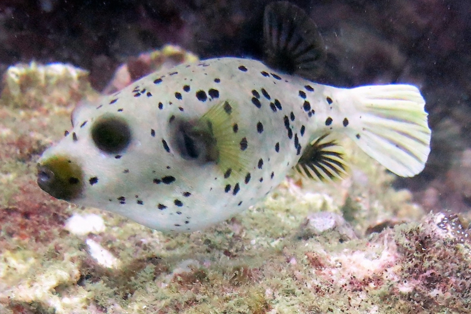 Shark Point Dive Site, Thailand