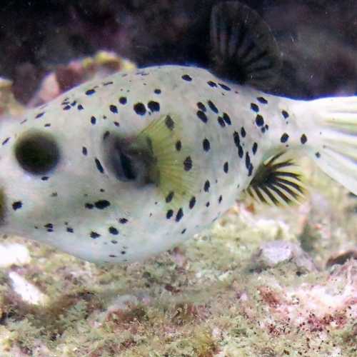 Shark Point Dive Site, Thailand