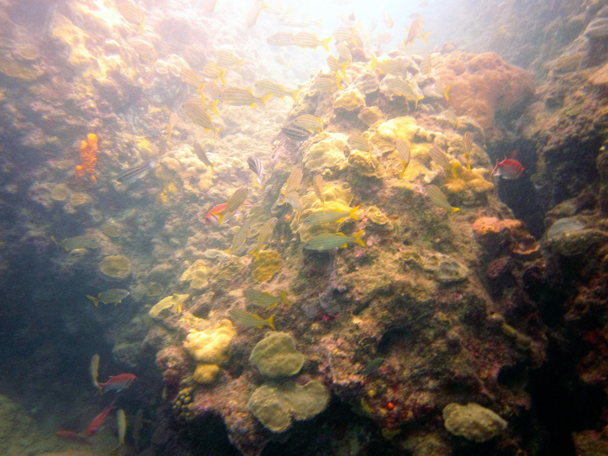 L'bym Dive Site, Dominica