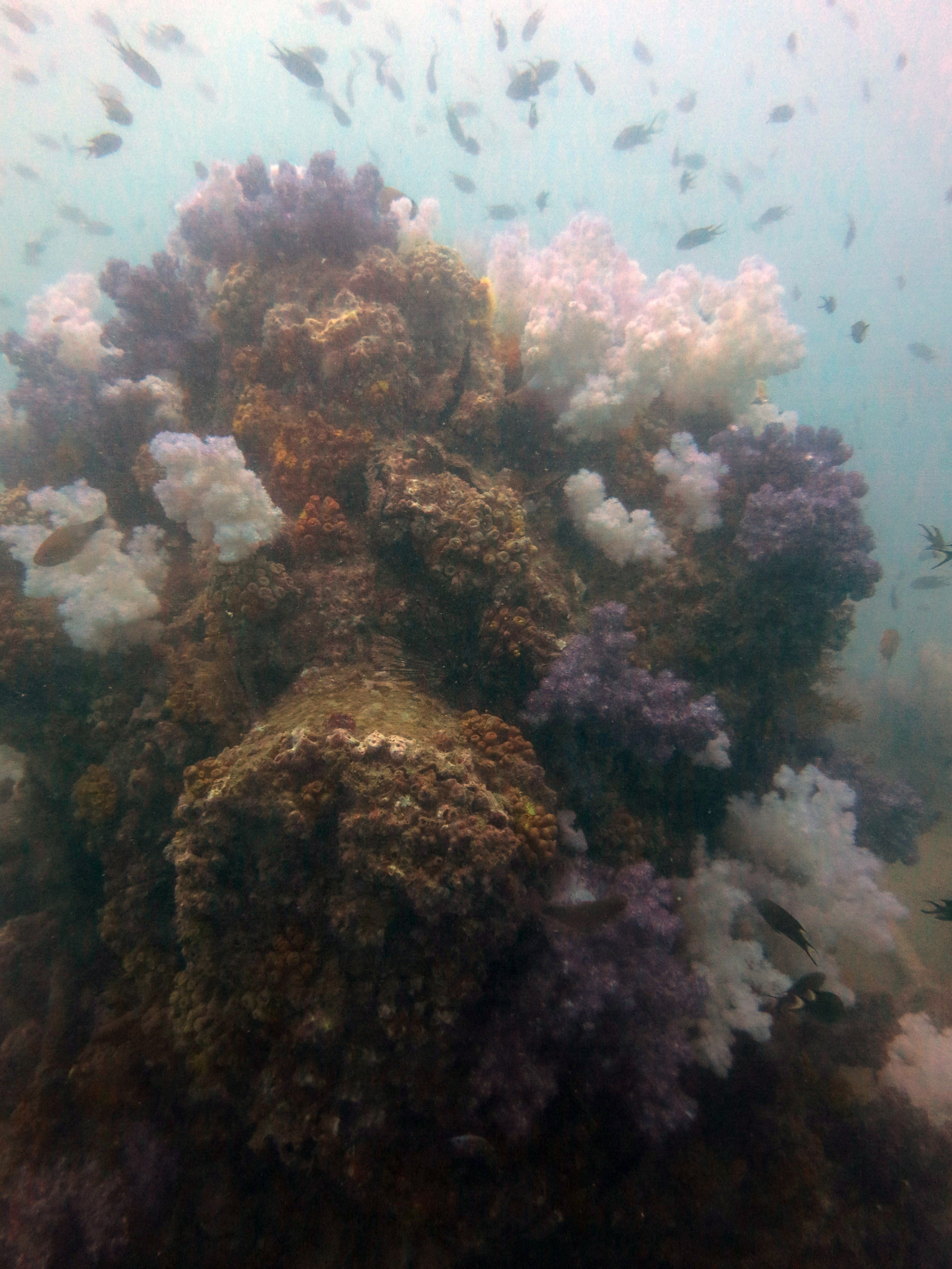 King Cruiser Wreck Dive Site, Thailand