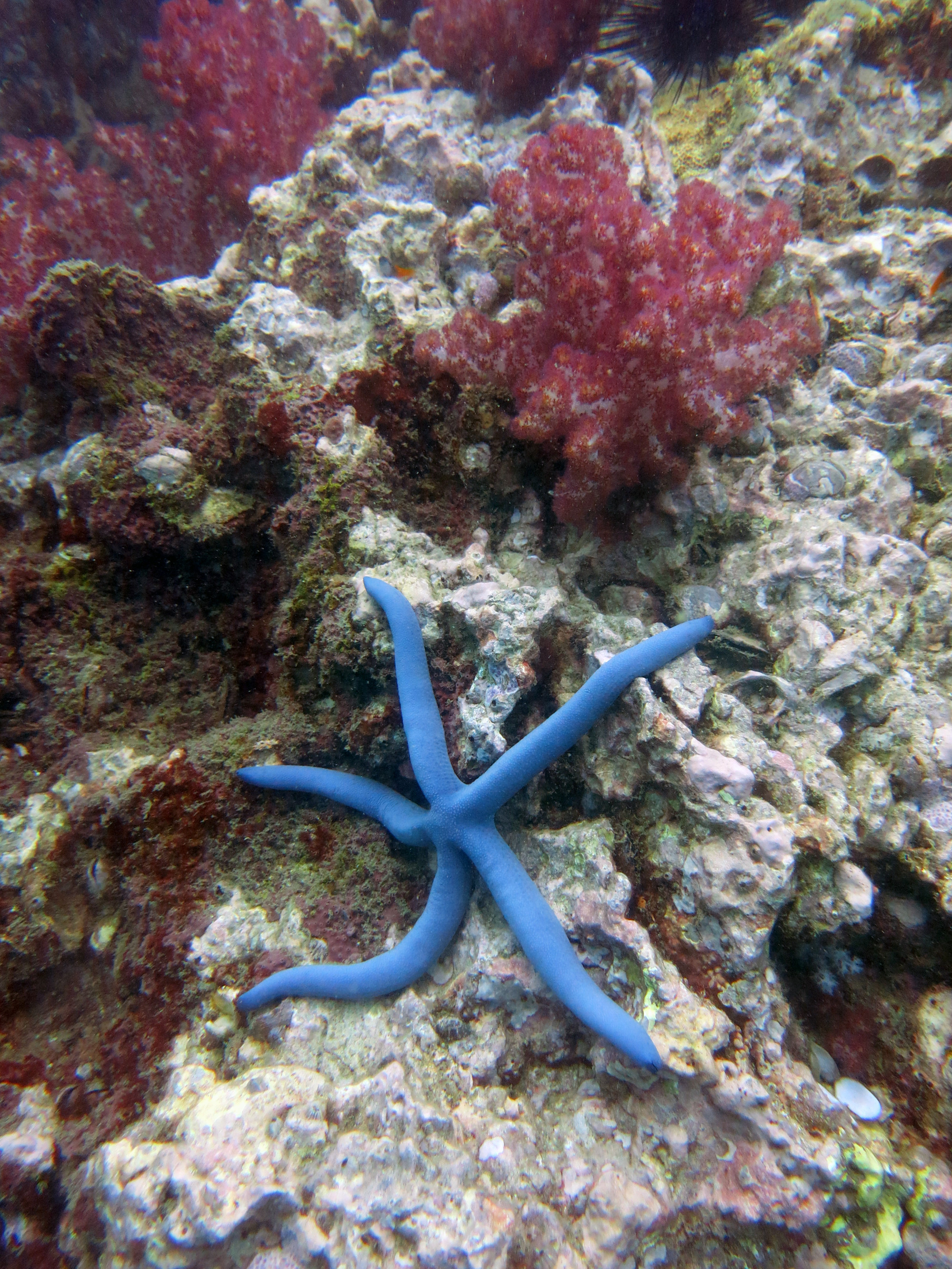 Shark Point Dive Site, Thailand