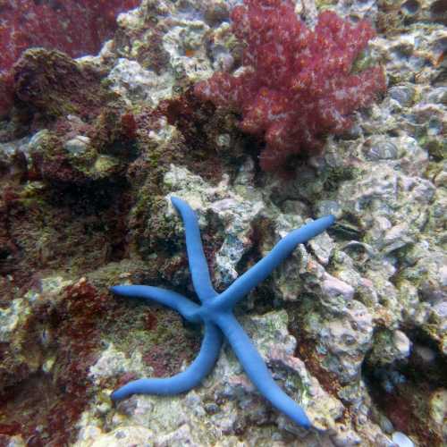 Shark Point Dive Site, Thailand