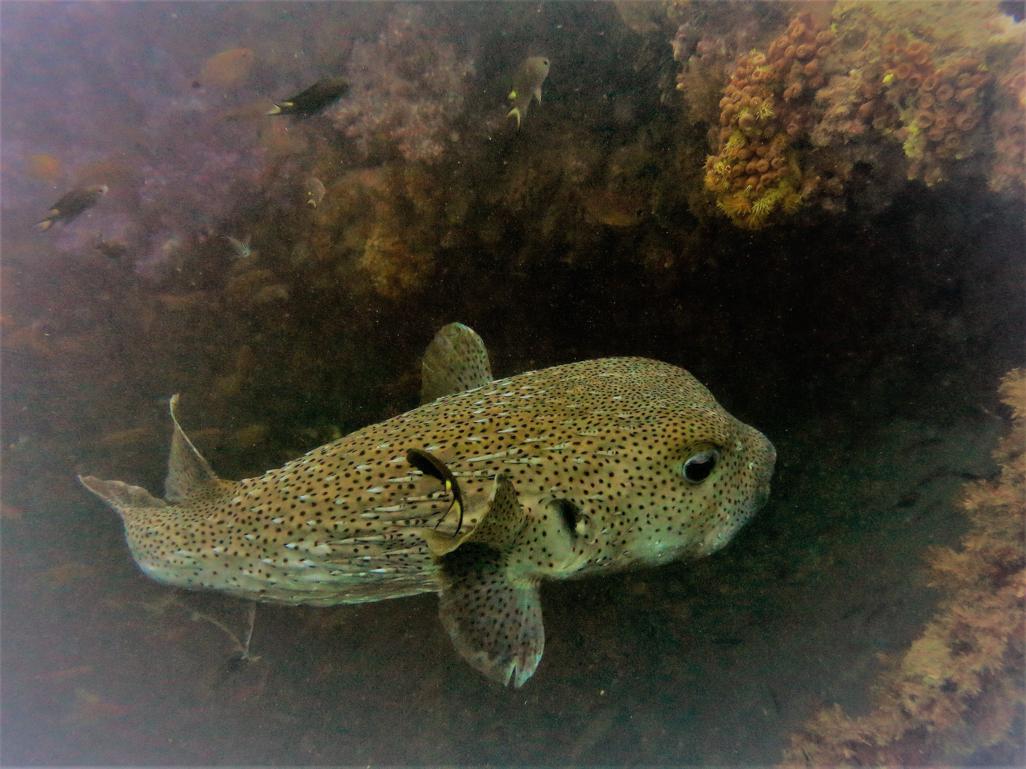 King Cruiser Wreck Dive Site, Таиланд