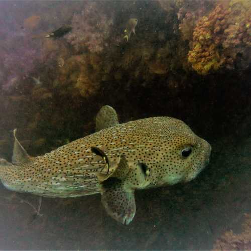 King Cruiser Wreck Dive Site, Thailand