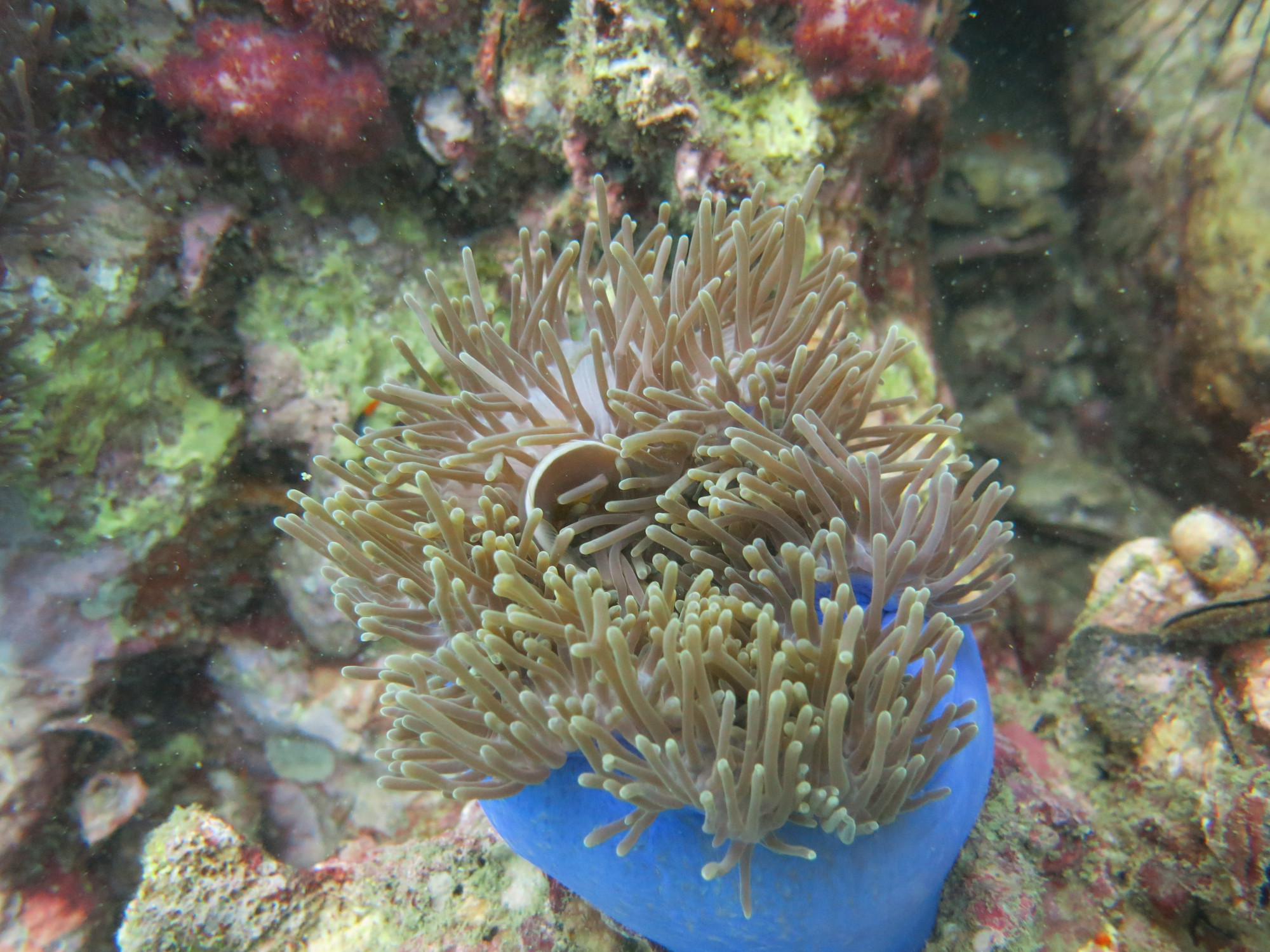 Shark Point Dive Site, Thailand