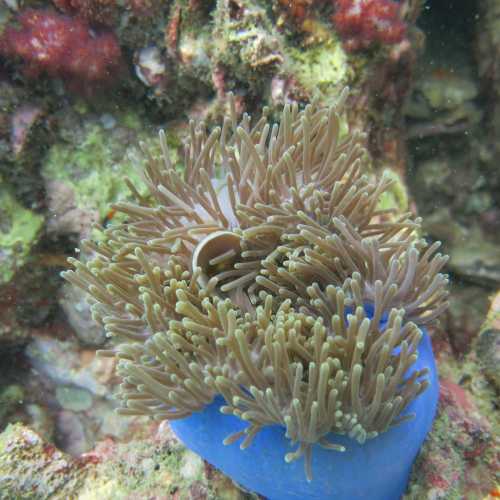 Shark Point Dive Site, Thailand