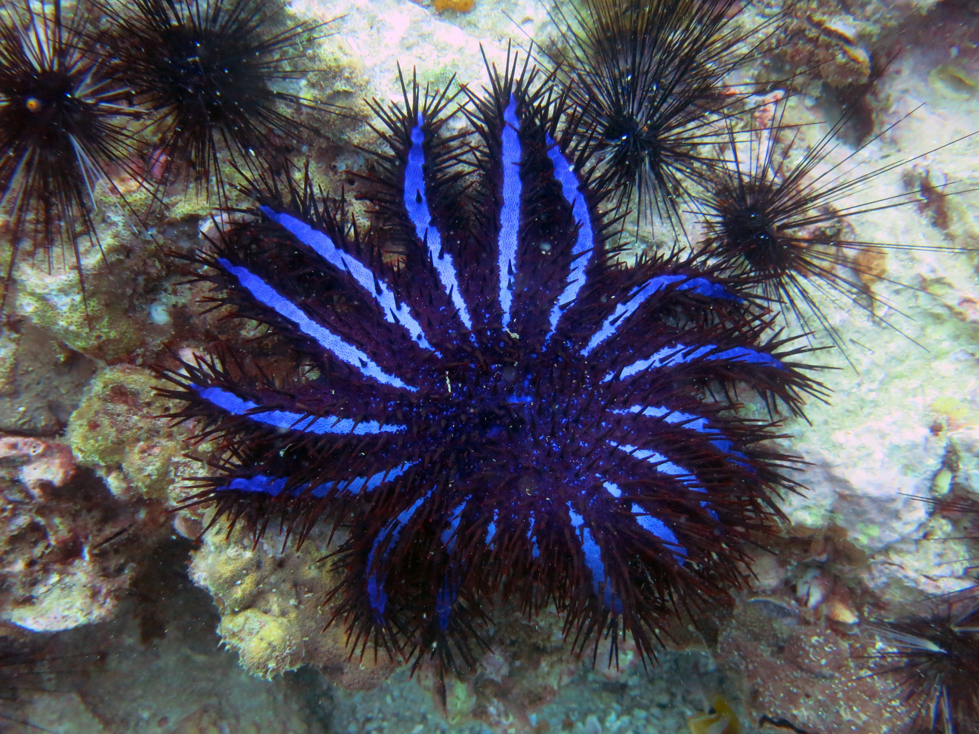 Shark Point Dive Site, Thailand