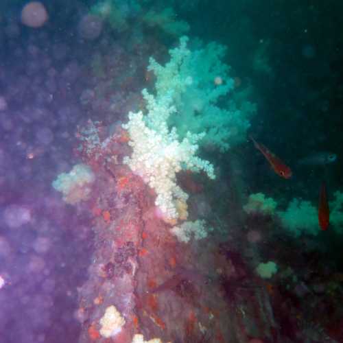 King Cruiser Wreck Dive Site, Thailand